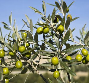 Olives