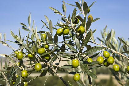 Olives